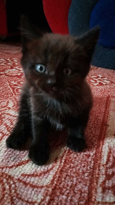 Отдам котят в хорошие руки
