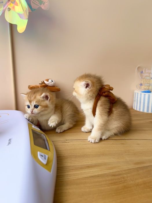 Котятa золoтыe шиншиллы для вас!