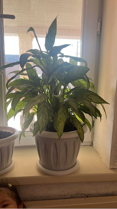 Комнатные растение