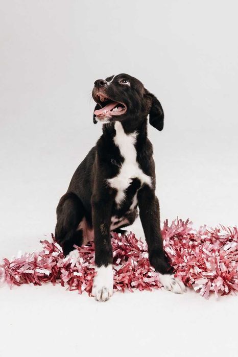 В добрые руки пристраиваю щенка