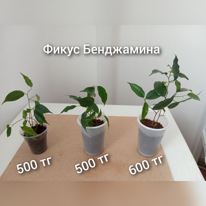 Үй гүлдері/Комнатные растения