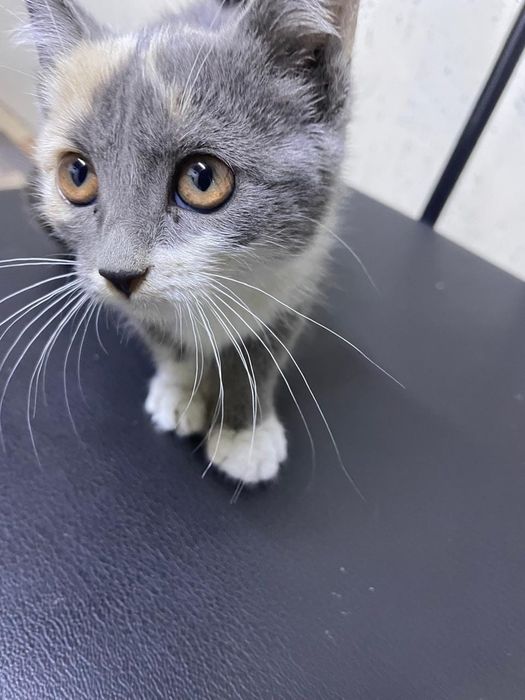 Котёнок красивый