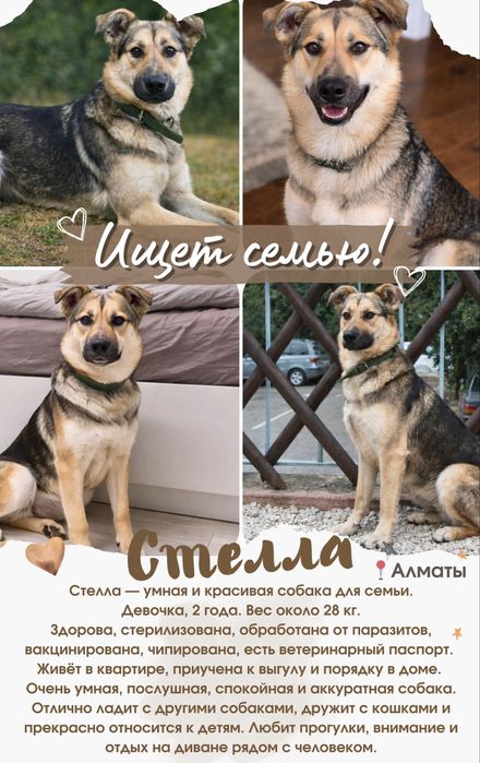 Семейная собака - компаньон Стелла