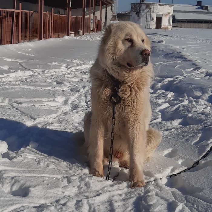Предлагаю для вязки чистокровного  Турецкого  Акбаш