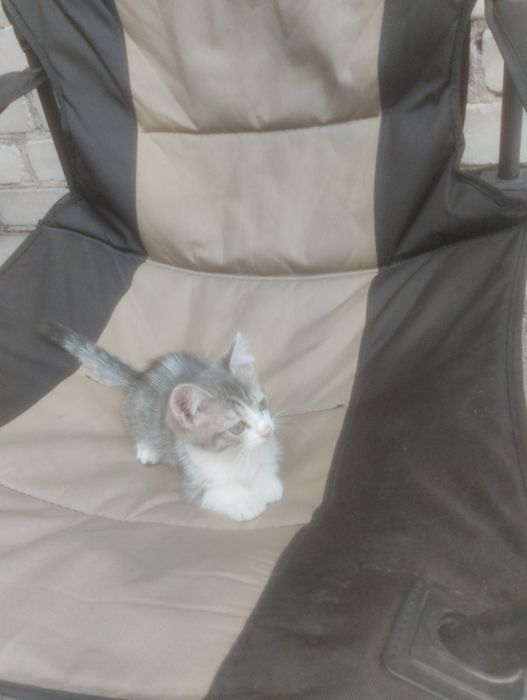 Отдам котят в хорошие руки