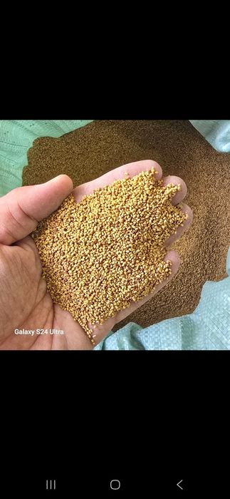 Beda mesni toza ishonchli