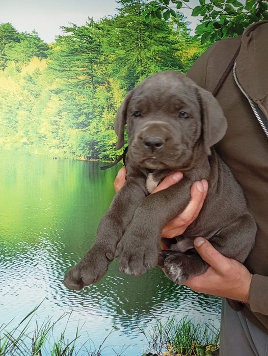 Кане Корсо cane Corso Italiano