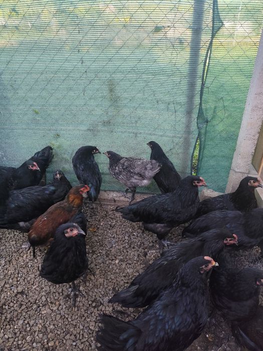 Gaini rasa Australorp si Araucana