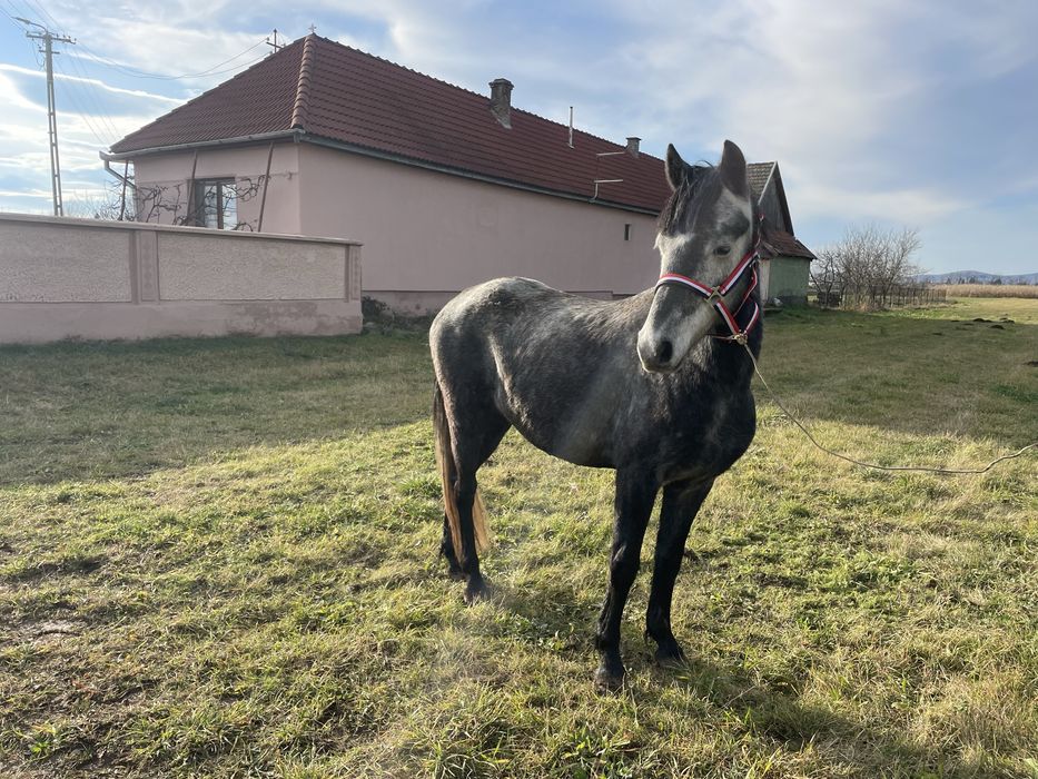 ponei sport cu pasaport ideal pentru echitatie