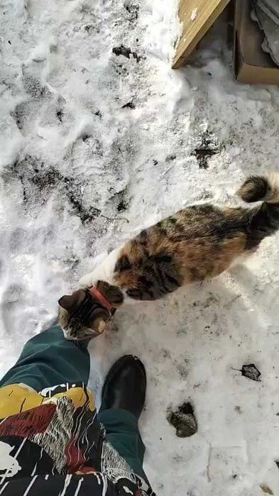 Прибились кошки в ошейниках. Ищем дом!