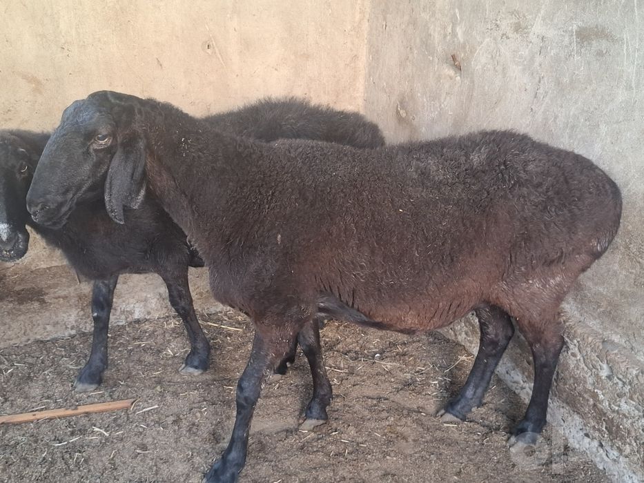 Qo'ylar sotiladi homilador