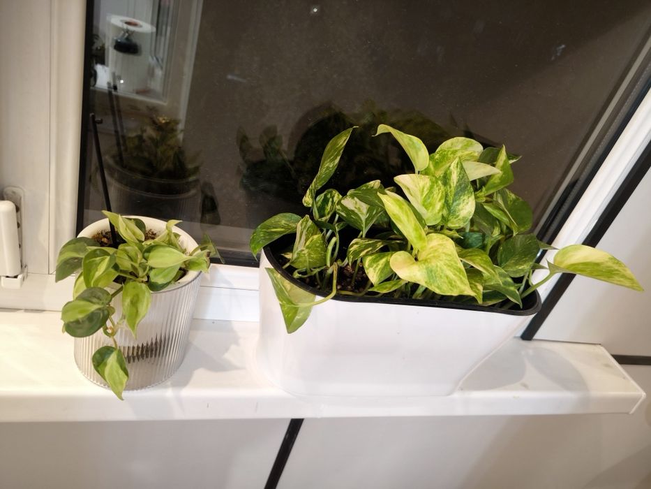 Домашние цветы в хороших грунтах