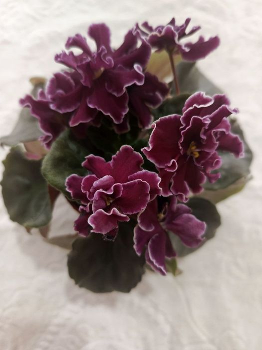 1АФ Ульяна 2малахитовая роза 3НК лимон 4 ЛЕ Владимир 5Маргарита