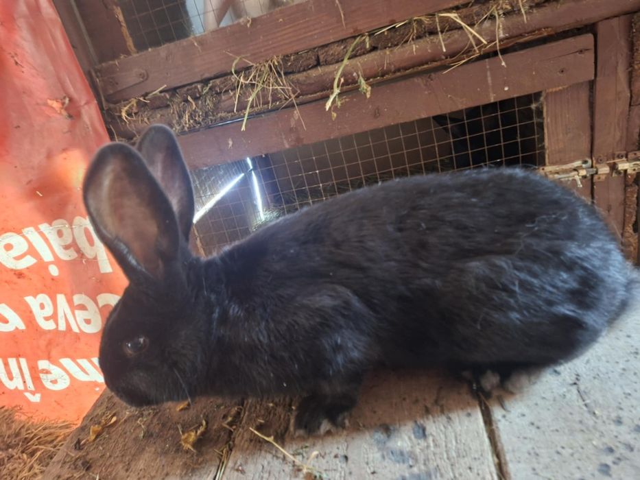 Tineret fluture janet