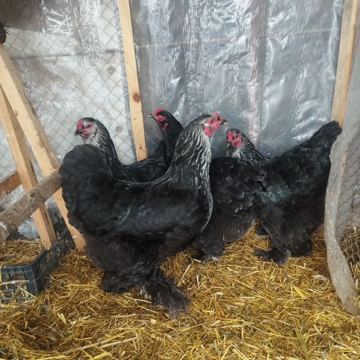 Продам куры домашние