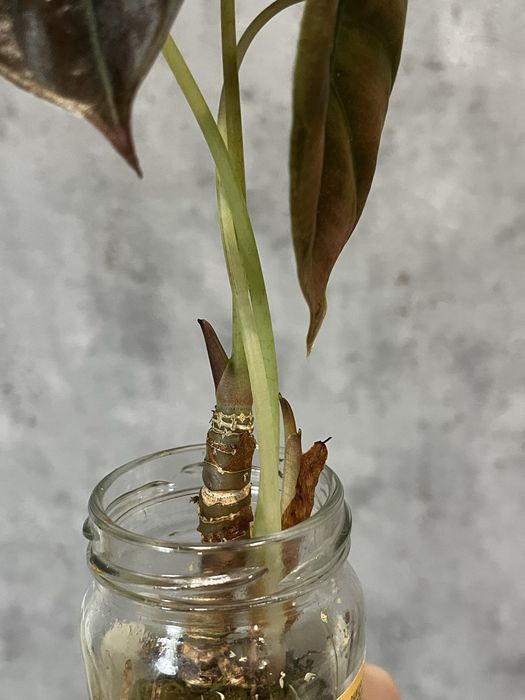 Монстера, алоказия