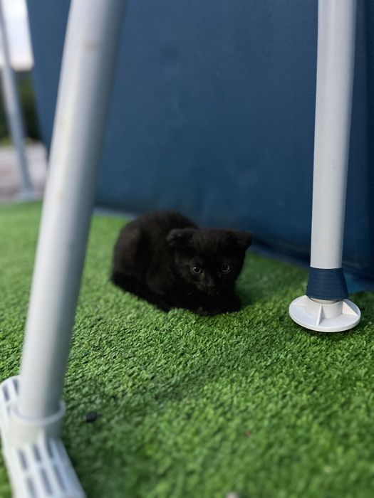 Котята 2 месяца ,игривые