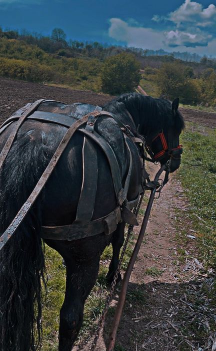 Iapa neagră de vânzare