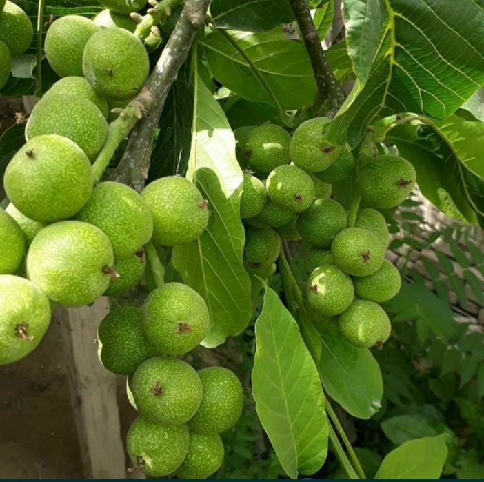 Karlek VA polekarlek yongoqlar 100%