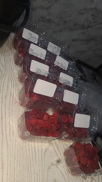 delniva remontant malina kochatlari