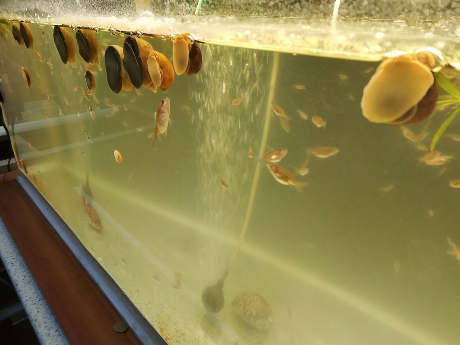 Продам Ампулярий