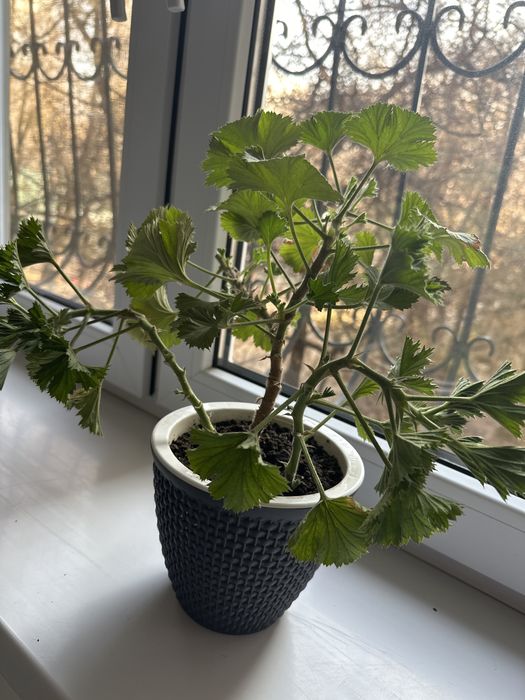 Королевская герань