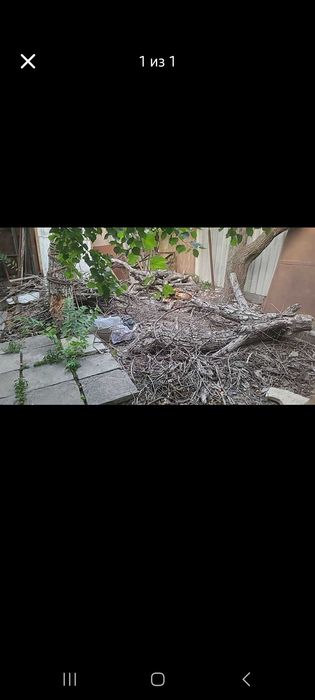 Отдам даром дрова орешина