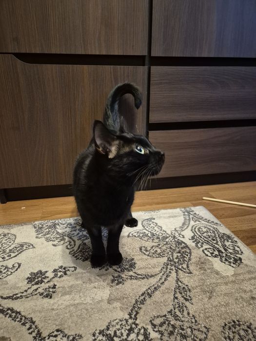 Кошка в добрые руки
