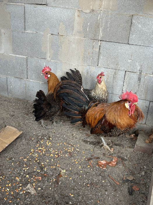 продаю курей породы Брекель