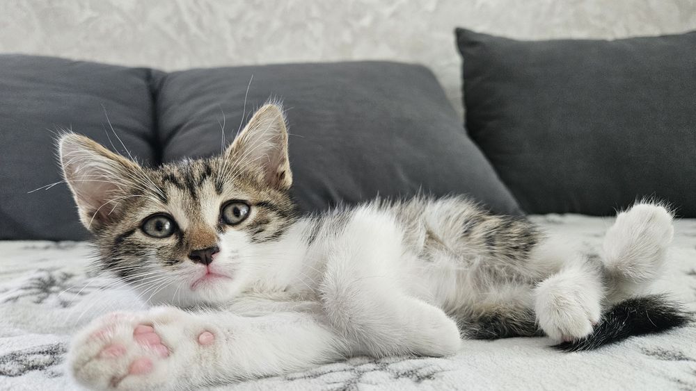 В добрые руки  котёнок