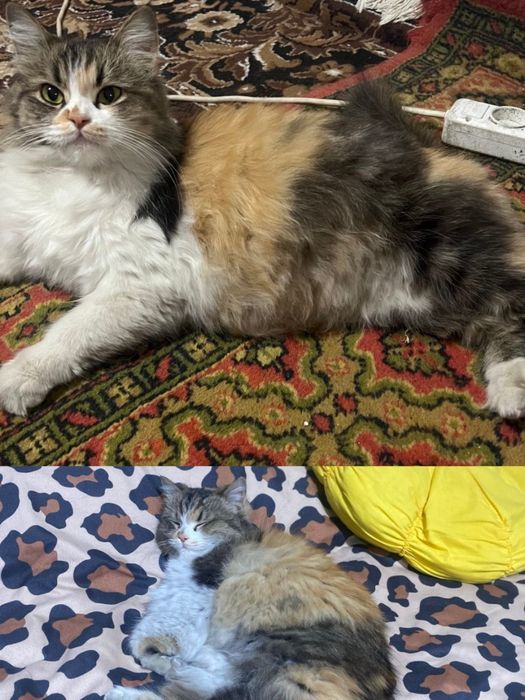 Сибирский  кошка