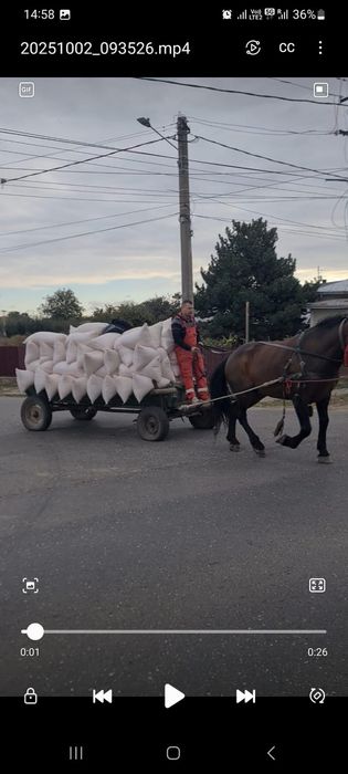 Vând armăsar de 5 ani