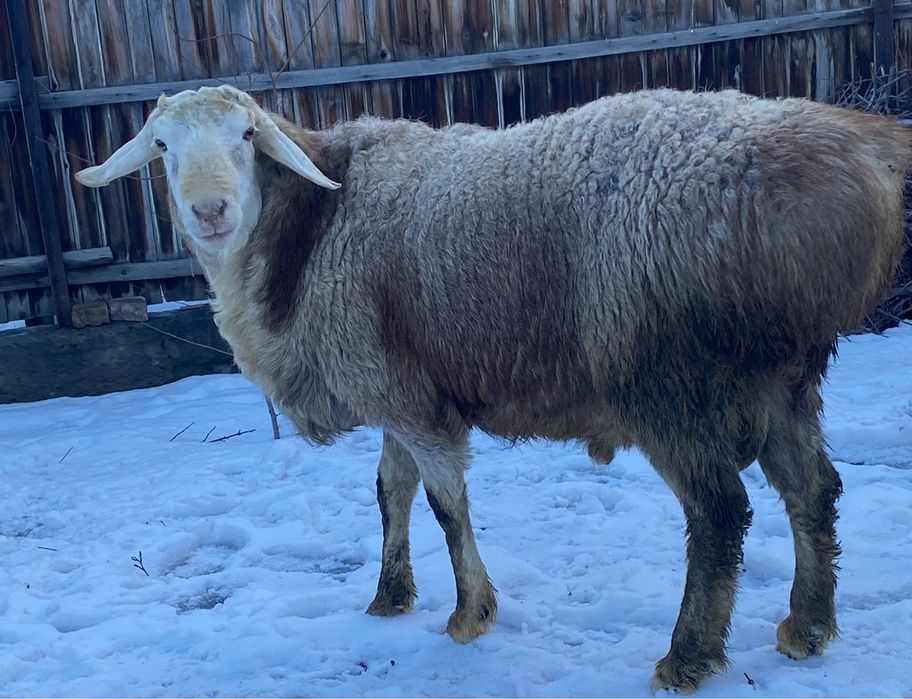 Семиз қошқар сатамын