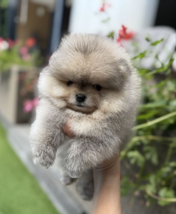 Pomeranian fetita crem cu pedigree FCI