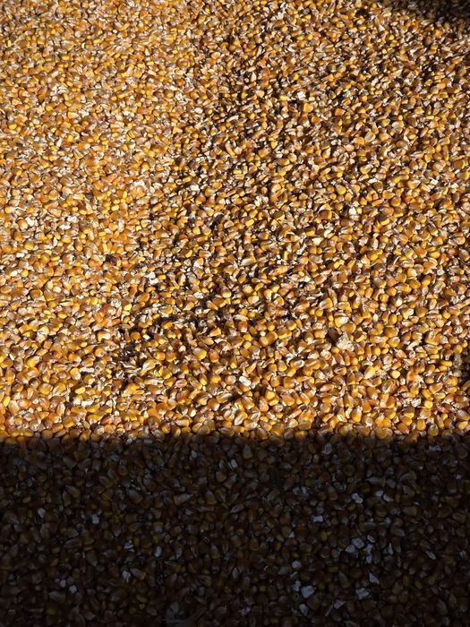 Vand porum recolta 2026