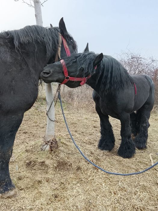 Vând sau schimb armăsar cu forme maxime și produși de top