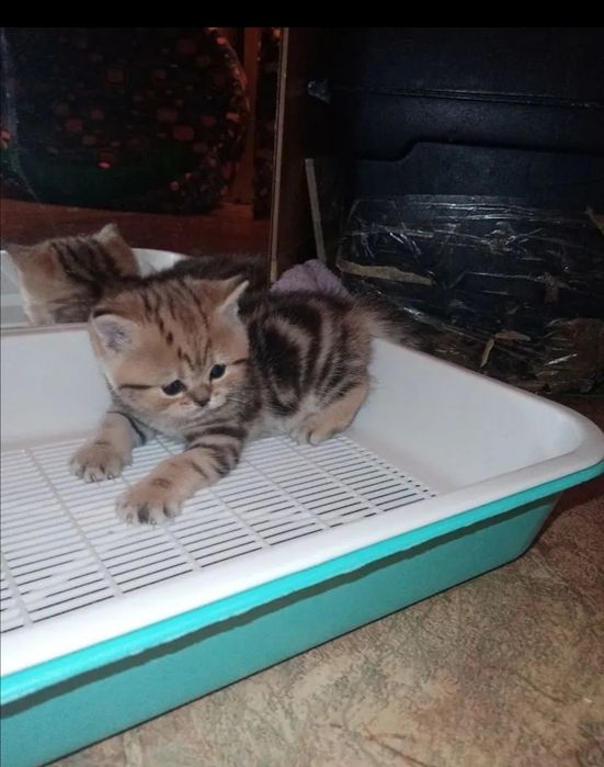 Вязка. Опытный красавиц ищет даму сердца