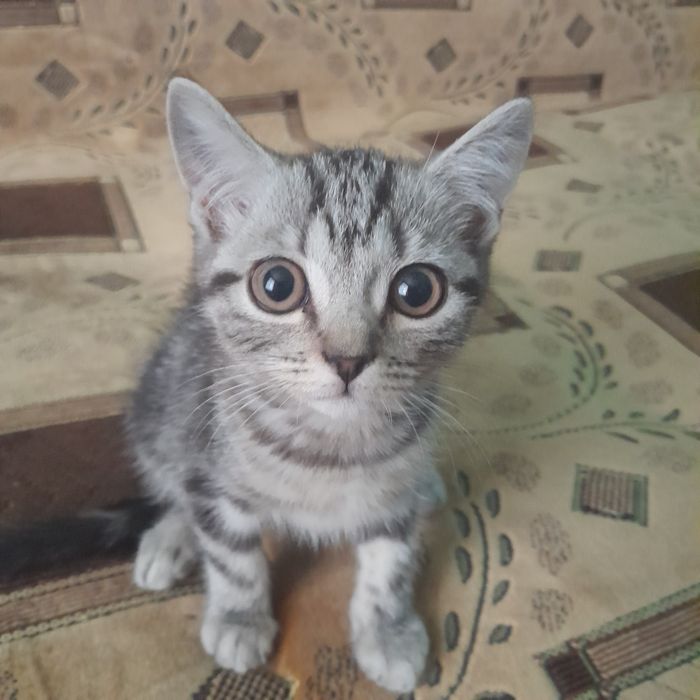 Отдам котенка девочку в добрые руки