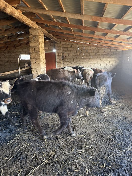 Бычок бұқа подсос бык