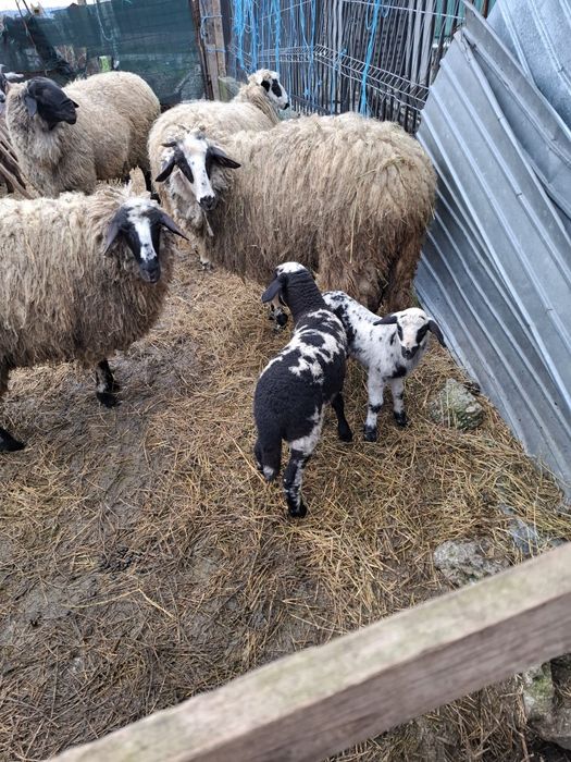 3 Oi cu miei  + Berbec - de vanzare