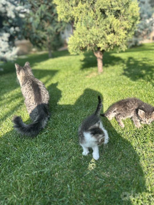 Котята 2,5 месячные
