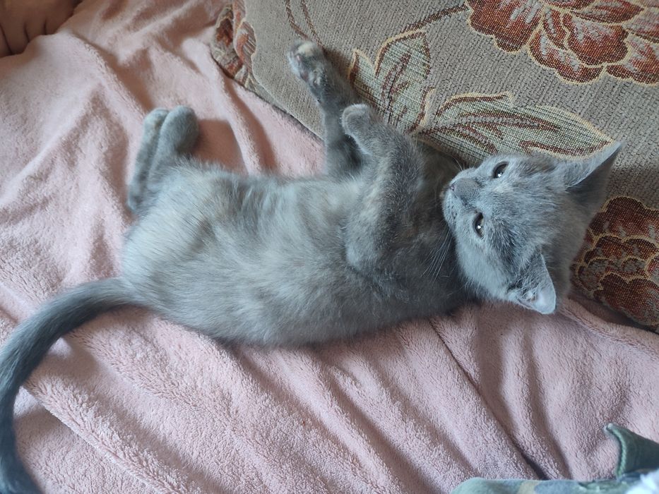 Милейшая кошечка ищет дом