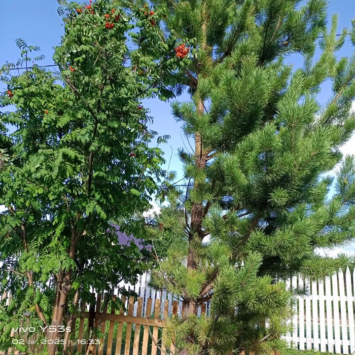 Продам дачу. С/ о "Дружба"