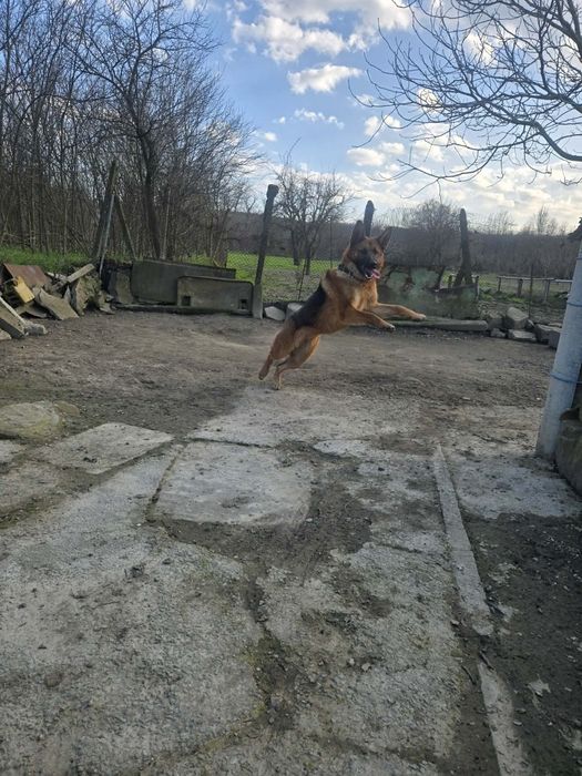 Немска овчарка женска