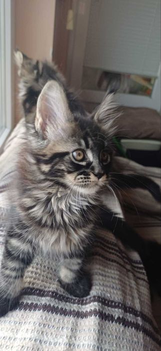 Чистокръвни мейн кун котета 2025