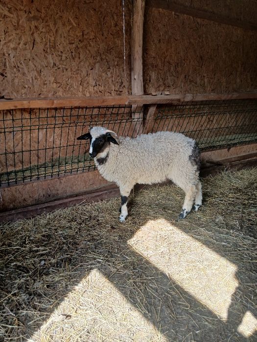 Vând berbecuț breaz