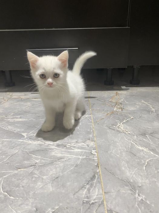 шотландский прямоухий