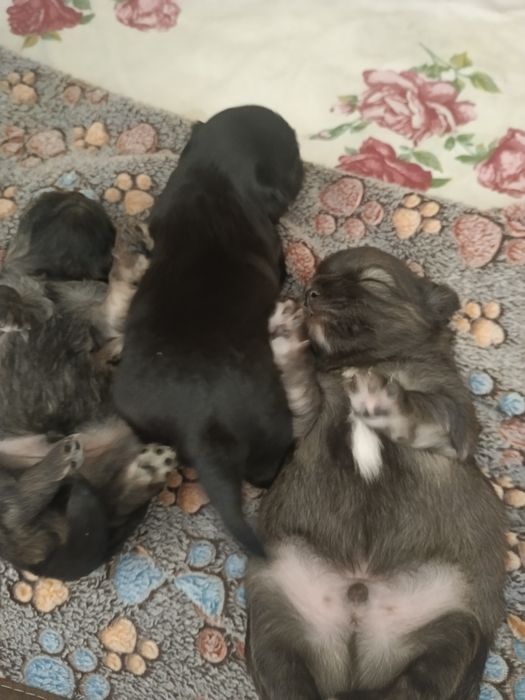 Щеночек чихуахуа