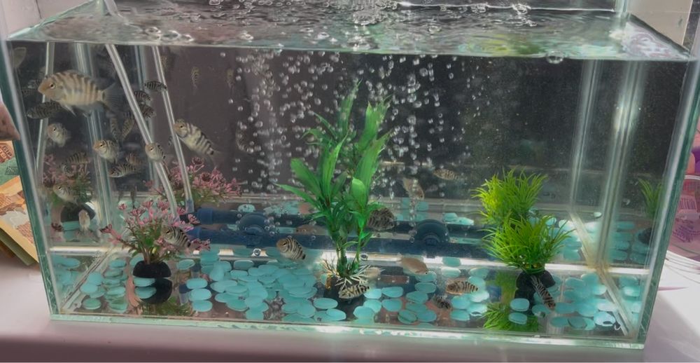 Аквариум с рыбками ( комплект )