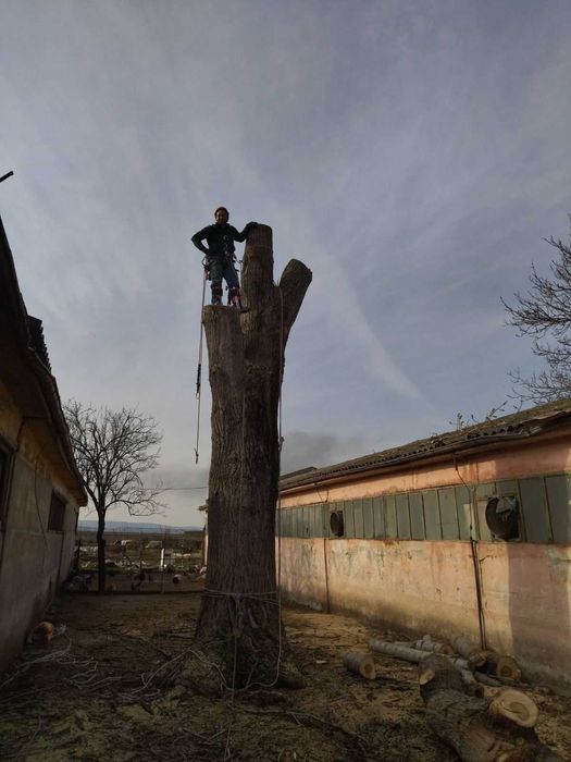 Премахване на опасни дървета